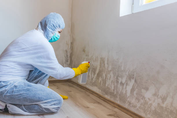 Licensed Black Mold Removal service in Boyds, MD - WQB Mold Removal