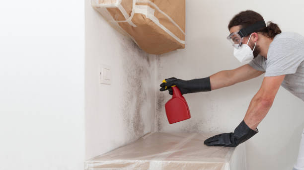 Professional Black Mold Removal technician working in Boyds, MD