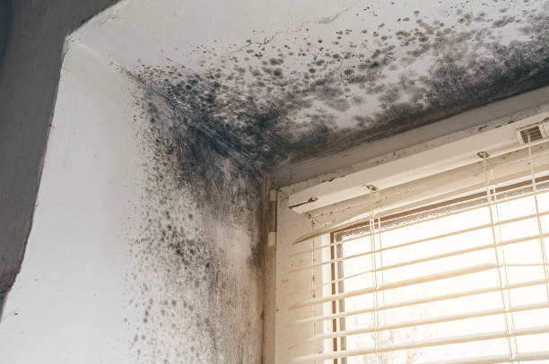 Affordable Black Mold Removal solutions in Boyds, MD